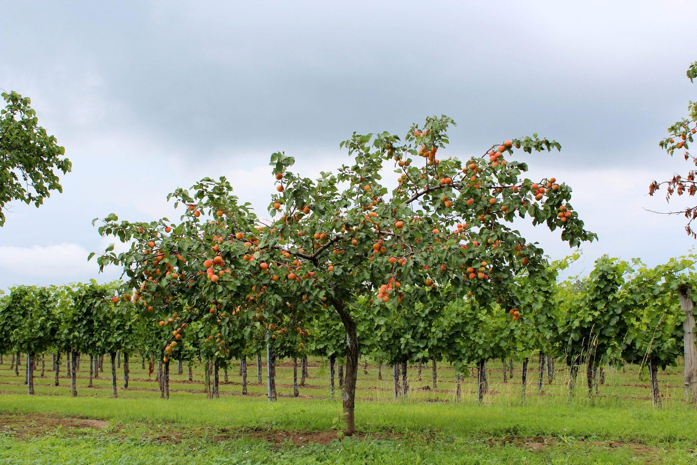Large-scale agricultural field, the kind of operation PRECISE A80 is built for