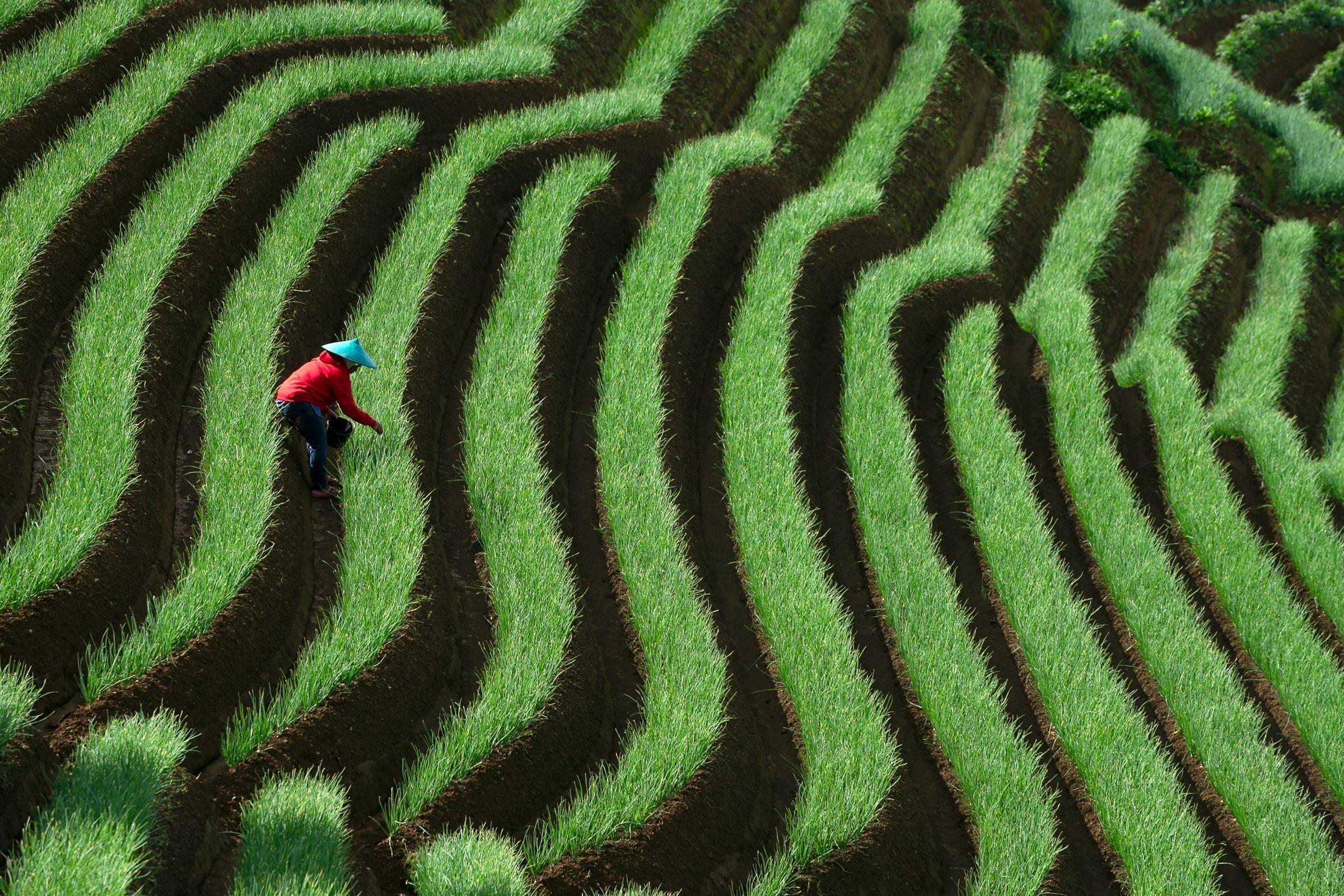 Aerial view of terraced farmland, the kind of large-area operation PRECISE A80 is built for