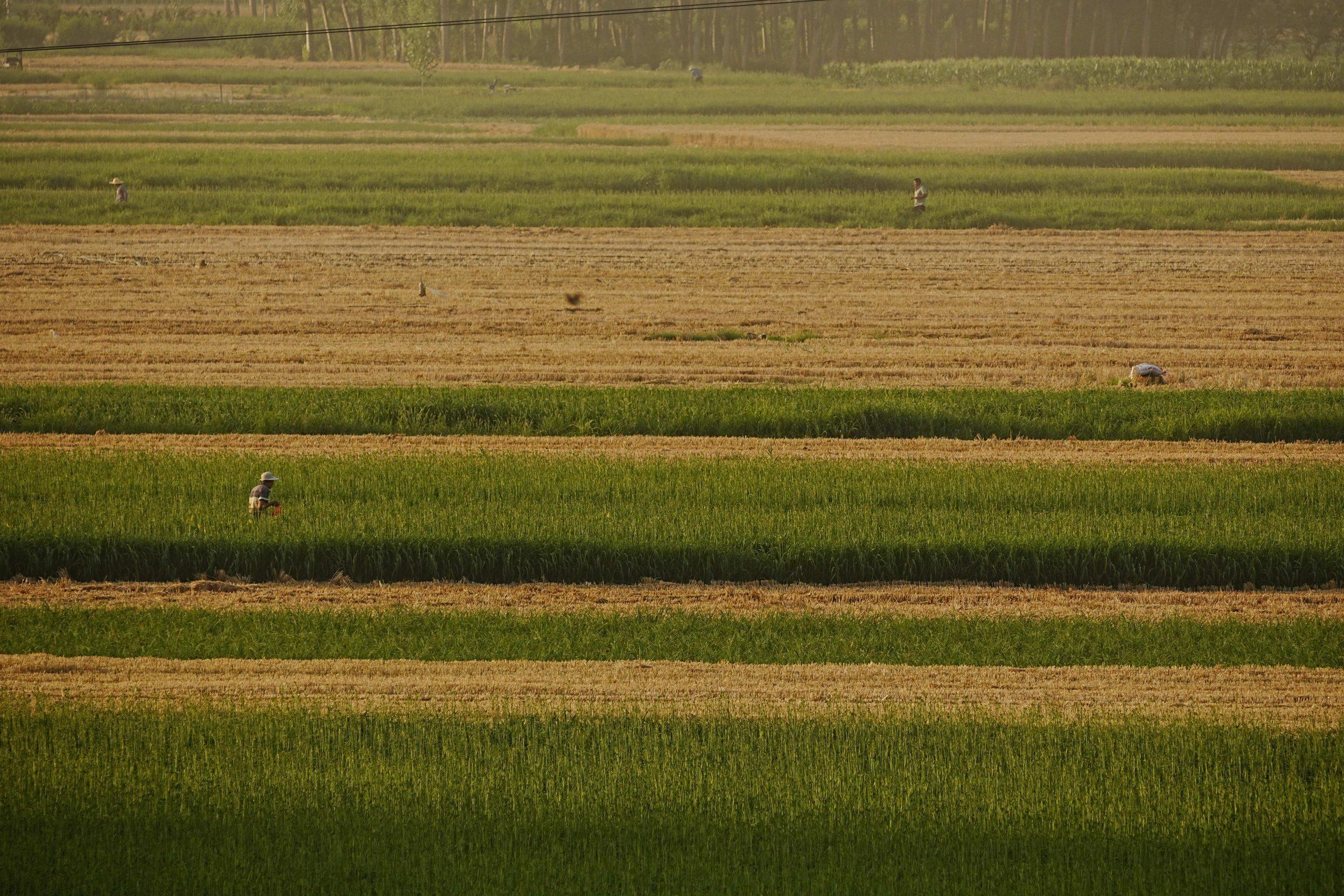 Agricultural field, the kind of operation PRECISE FP300E is built to support