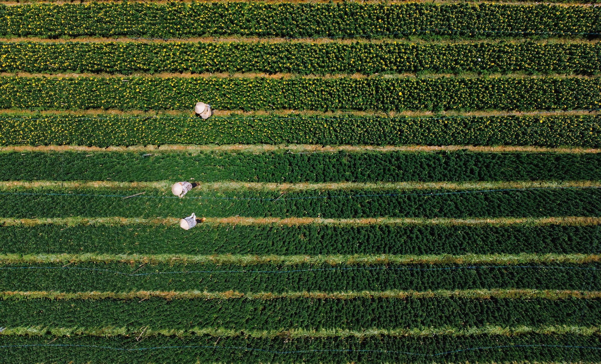 Aerial view of large-scale farmland, the kind of operation PRECISE FP700 is built for